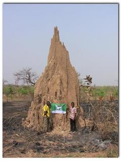 Až 5 metrové termitiště v poušti, stát Benin, světadíl Afrika